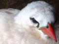 Red-tailed tropic bird
