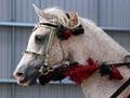 Equestrian activities: horse breed society competition