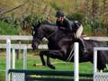 Show-hunter competition