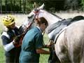 A vet check