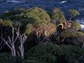 Coastal bush at Doughboy Bay 