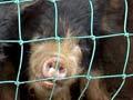 Three little pigs