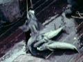 Video: Fishing for blue cod, 1958
