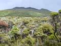 North-West Circuit: Mt Anglem/Hananui