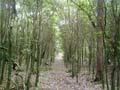 Kopi forest