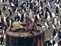 Penguins, Macquarie Island