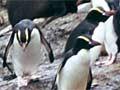 Seals and penguins, Bounty Islands