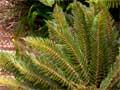<em>Dracophyllum</em> and ferns, Campbell Island
