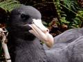 Northern giant petrel, Campbell Island