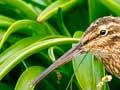 Auckland Island snipe