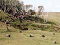 Enderby Island rabbits grazing, 1973
