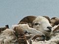 Campbell Island sheep, 1976