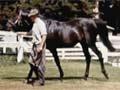 Horse breeding