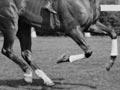Phar Lap: raring to go