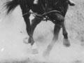 Trotting: saddle trots