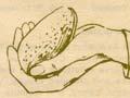 Avocados