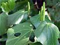Kawakawa tea
