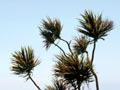 Cabbage tree, Tokomaru Bay