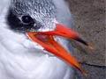 Bird with orange beak