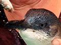 Bird rescue