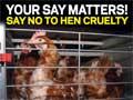No cages campaign