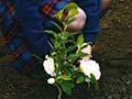 Planting a 'Kate Sheppard' camellia, 1993