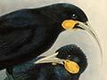 Two of Buller's birds