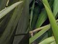 Types of flax