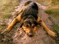 Video: Controversial 'bugger ad', 1999