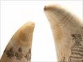 19th-century scrimshaw