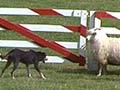 Video: <em>A dog's show</em>