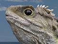 Video: <em>Primeval New Zealand</em>