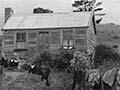 Tainui marae, early 1940s