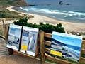 Yellow-eyed penguins: Sandfly Bay