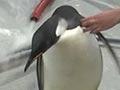 Video: Happy Feet departs