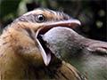 Juvenile long-tailed cuckoo