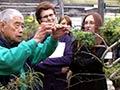 Chalkle class in bonsai, 2013