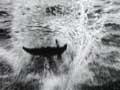 Video: Pelorus Jack escorts a ship