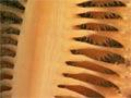 Sea pens