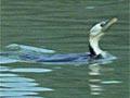 A shag fishing