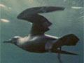 Video: Foraging underwater