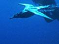 Sooty shearwater diving