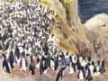 Snares crested penguins