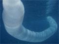 Video: Salp chain