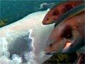 Feeding frenzy