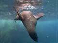 Fur seal under water