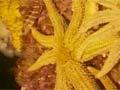 Starfish