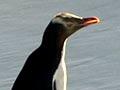 Yellow-eyed penguins: Otapahi