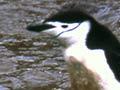 Chinstrap penguin