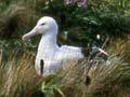 Southern royal albatross colony 